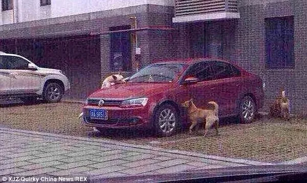 Đàn chó quay lại cắn phá xe ô tô vì bị tài xế đánh đuổi ảnh 4