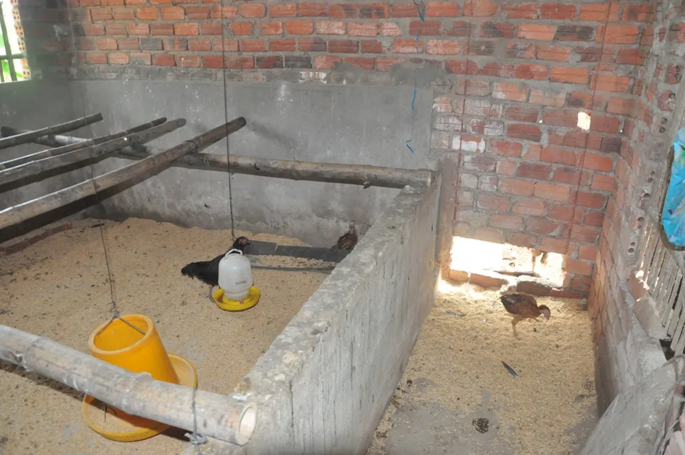 Phó Thủ tướng yêu cầu xử lý vụ lãnh đạo ăn chặn gà của người dân ảnh 1 Phó Thủ tướng yêu cầu xử lý vụ lãnh đạo ăn chặn gà của người dân ảnh 1