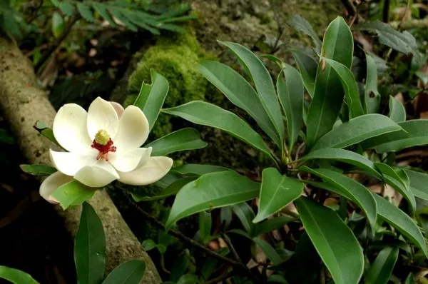 Loại cây thay thế 6.700 cây xanh ở Hà Nội có gỗ quý tương đương gỗ sưa? ảnh 10