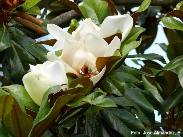 Loại cây thay thế 6.700 cây xanh ở Hà Nội có gỗ quý tương đương gỗ sưa? ảnh 7