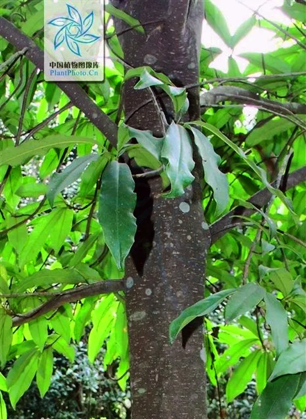 Loại cây thay thế 6.700 cây xanh ở Hà Nội có gỗ quý tương đương gỗ sưa? ảnh 3