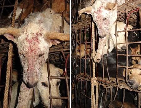 Cuộc giải cứu chú chó khỏi quán nhậu Việt Nam lên báo Anh