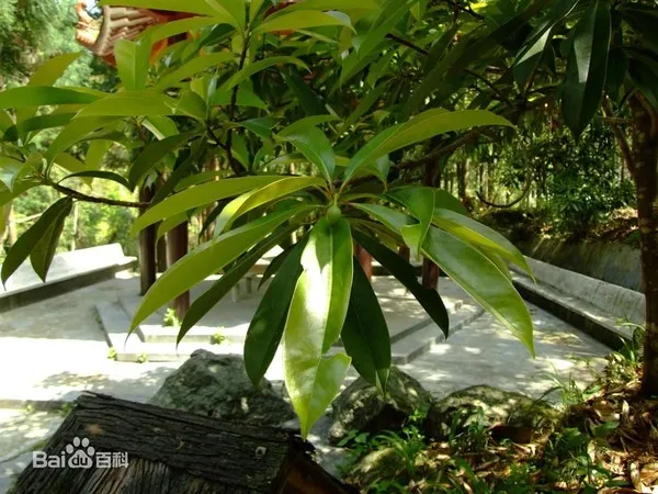 Loại cây thay thế 6.700 cây xanh ở Hà Nội có gỗ quý tương đương gỗ sưa? ảnh 9