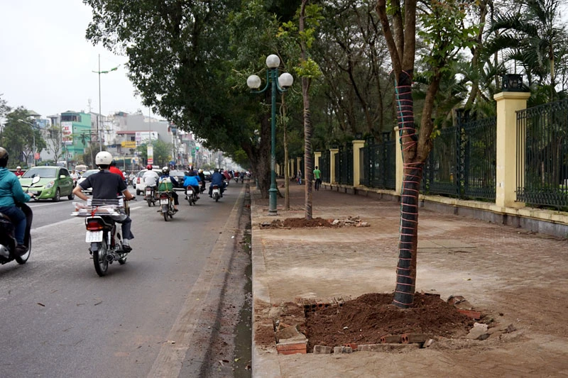 cây xanh; 6.700 cây; Hà Nội; chặt hạ