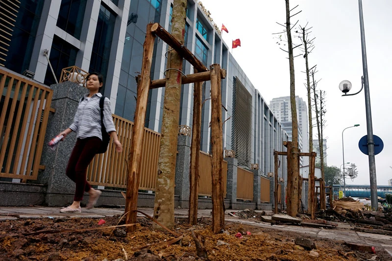 cây xanh; 6.700 cây; Hà Nội; chặt hạ