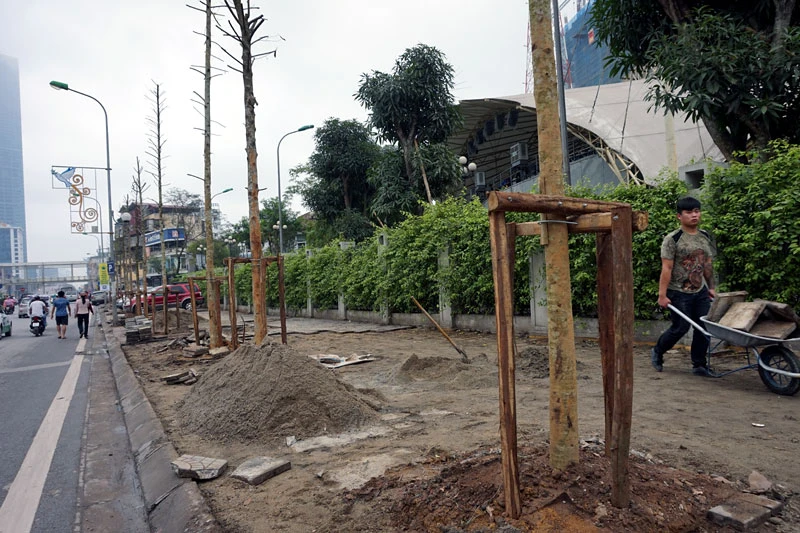 cây xanh; 6.700 cây; Hà Nội; chặt hạ