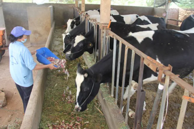 Nhiều hộ dân hết tiền mua cám chuyên cho bò sữa đành dùng rau cỏ nuôi tạm - Ảnh: Tiến Đạt
