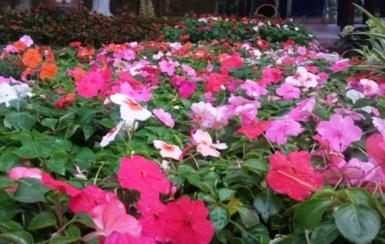 Thanh Hóa bỏ 3 tỉ đồng làm đường hoa đón năm du lịch