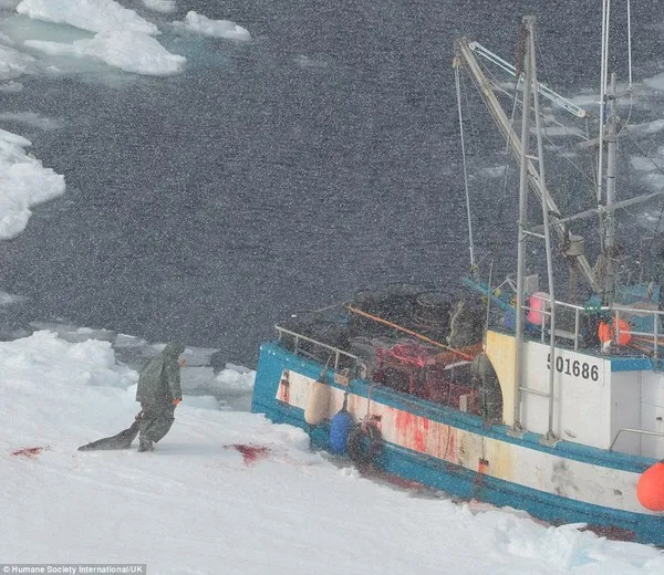 Rùng mình trước cảnh giết hải cẩu con để lấy lông ở Canada ảnh 7