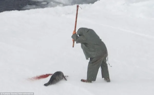 Rùng mình trước cảnh giết hải cẩu con để lấy lông ở Canada ảnh 3