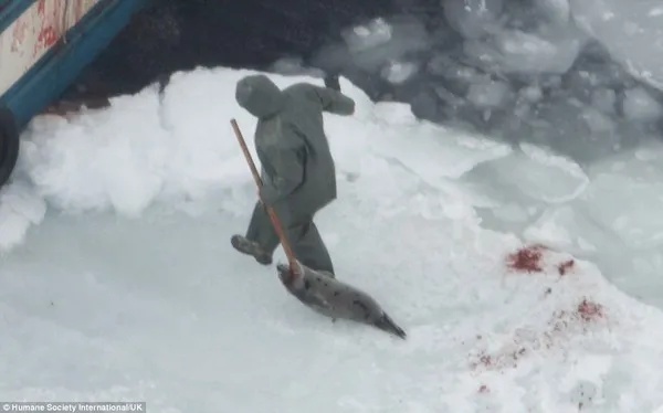 Rùng mình trước cảnh giết hải cẩu con để lấy lông ở Canada ảnh 6