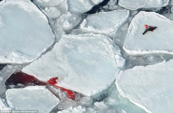 Rùng mình trước cảnh giết hải cẩu con để lấy lông ở Canada ảnh 5