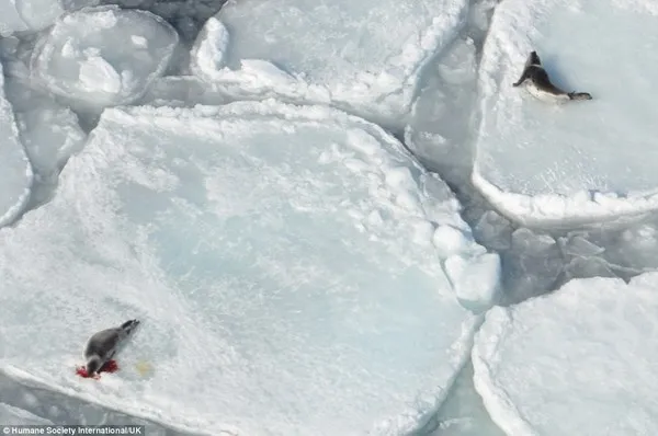 Rùng mình trước cảnh giết hải cẩu con để lấy lông ở Canada ảnh 9