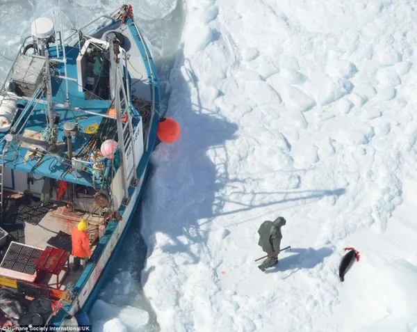 Rùng mình trước cảnh giết hải cẩu con để lấy lông ở Canada ảnh 10