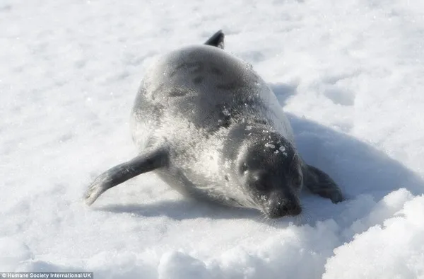 Rùng mình trước cảnh giết hải cẩu con để lấy lông ở Canada ảnh 11