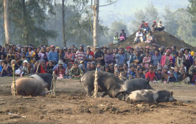 Heo là con vật không thể thiếu trong các nghi lễ truyền thống ởPapua New Guinea - Ảnh:unews.utah.edu Heo là con vật không thể thiếu trong các nghi lễ truyền thống ởPapua New Guinea - Ảnh:unews.utah.edu