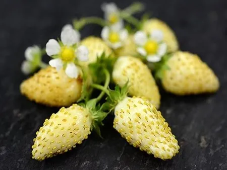 bắp cải tí hon, tí hon, việt quất, ớt chuông, dâu tây vàng, bà nội trợ, Thủ đô, bắp-cải-tí-hon, tí-hon, việt-quất, ớt-chuông, dâu-tây-vàng, bà-nội-trợ, Thủ-đô bắp cải tí hon, tí hon, việt quất, ớt chuông, dâu tây vàng, bà nội trợ, Thủ đô, bắp-cải-tí-hon, tí-hon, việt-quất, ớt-chuông, dâu-tây-vàng, bà-nội-trợ, Thủ-đô