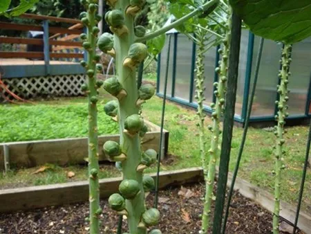 bắp cải tí hon, tí hon, việt quất, ớt chuông, dâu tây vàng, bà nội trợ, Thủ đô, bắp-cải-tí-hon, tí-hon, việt-quất, ớt-chuông, dâu-tây-vàng, bà-nội-trợ, Thủ-đô bắp cải tí hon, tí hon, việt quất, ớt chuông, dâu tây vàng, bà nội trợ, Thủ đô, bắp-cải-tí-hon, tí-hon, việt-quất, ớt-chuông, dâu-tây-vàng, bà-nội-trợ, Thủ-đô