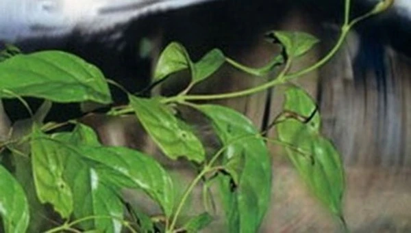 Bị ngược đãi, vợ hái lá ngón làm nộm cho chồng ăn ảnh 1