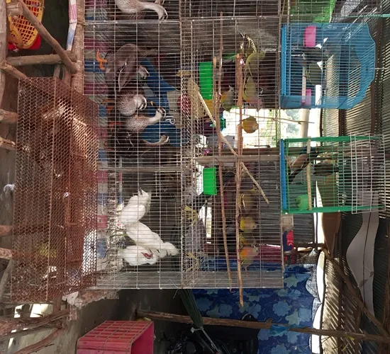 Báo động: Tận diệt chim trời trên những cánh đồng miền Tây ảnh 31