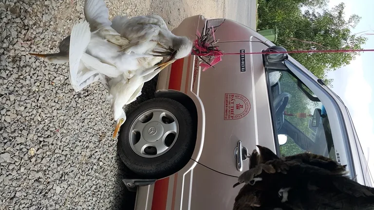 Báo động: Tận diệt chim trời trên những cánh đồng miền Tây ảnh 10