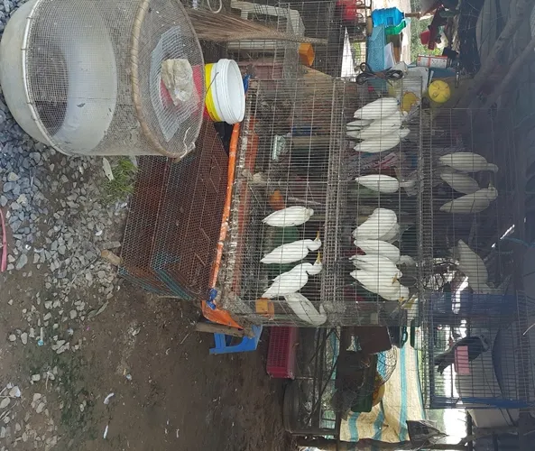 Báo động: Tận diệt chim trời trên những cánh đồng miền Tây ảnh 9