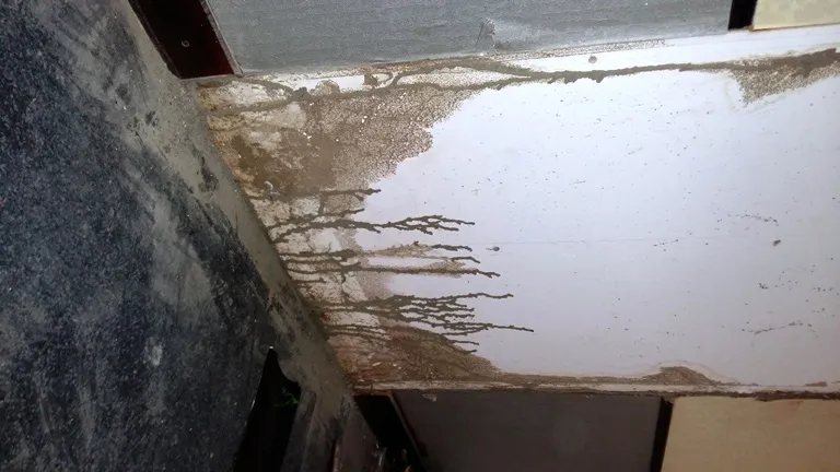 Mối và nước mưa ‘tấn công’ tòa nhà 200 tỉ đồng ảnh 3 Mối và nước mưa ‘tấn công’ tòa nhà 200 tỉ đồng ảnh 3