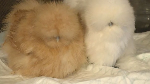 635532167537185460-web-pic-tight-silkie-chickens-0300d