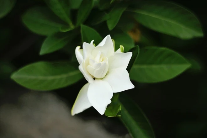 Những câu chuyện kỳ bí quanh ngôi nhà Bá Kiến