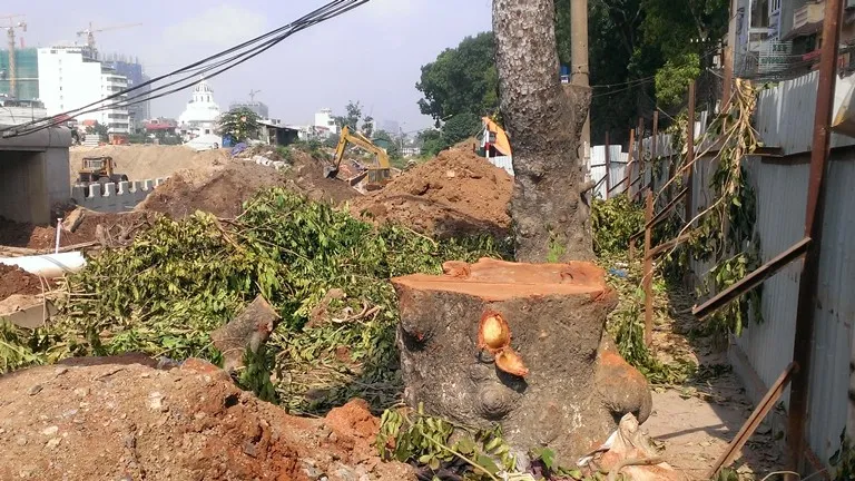 Hà Nội tiếp tục đốn hạ hàng loạt cây cổ thụ ảnh 1