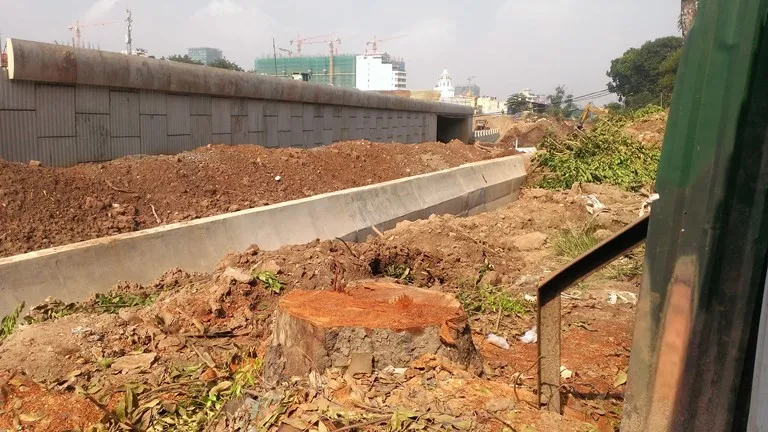 Hà Nội tiếp tục đốn hạ hàng loạt cây cổ thụ ảnh 3