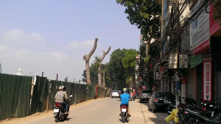 Hà Nội tiếp tục đốn hạ hàng loạt cây cổ thụ ảnh 6