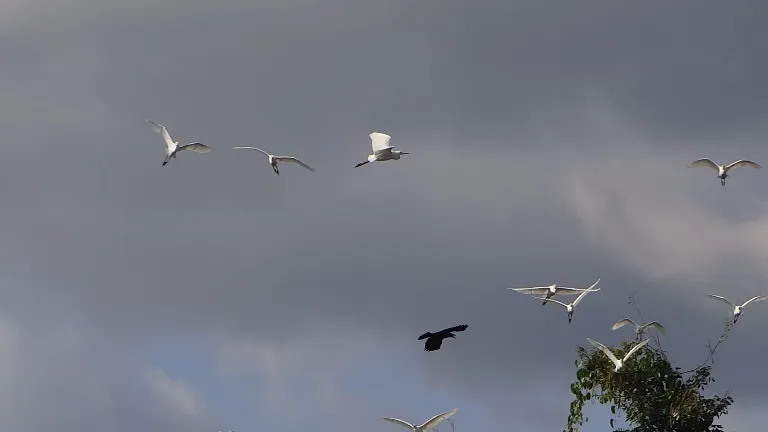 Chùm ảnh: Cò lũ lượt kéo về … bãi rác ảnh 7