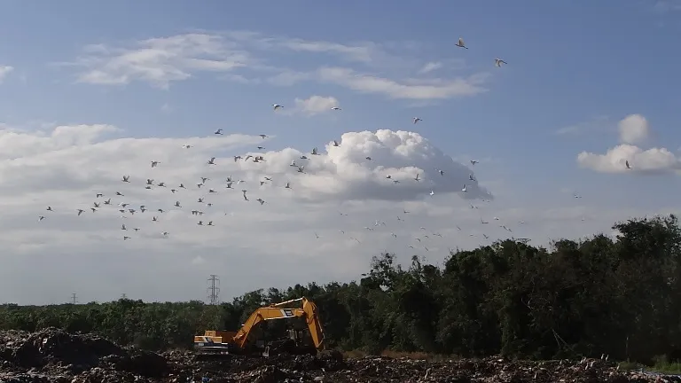 Chùm ảnh: Cò lũ lượt kéo về … bãi rác ảnh 1