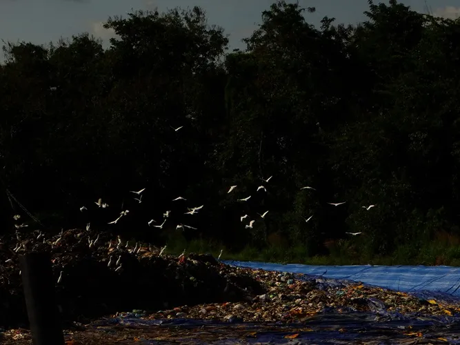 Chùm ảnh: Cò lũ lượt kéo về … bãi rác ảnh 3