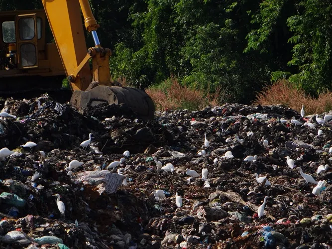 Chùm ảnh: Cò lũ lượt kéo về … bãi rác ảnh 4