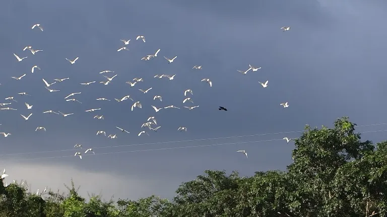 Chùm ảnh: Cò lũ lượt kéo về … bãi rác ảnh 8