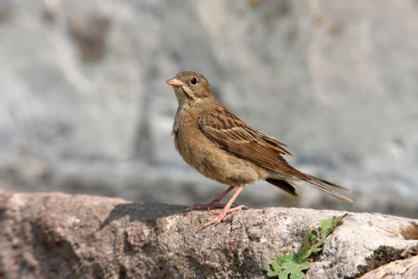 Chuyện buồn về tuyệt tác đầy tội lỗi của ẩm thực Pháp - Ảnh 1.