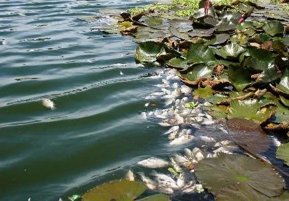 Cá chết nổi đầy mặt hồ