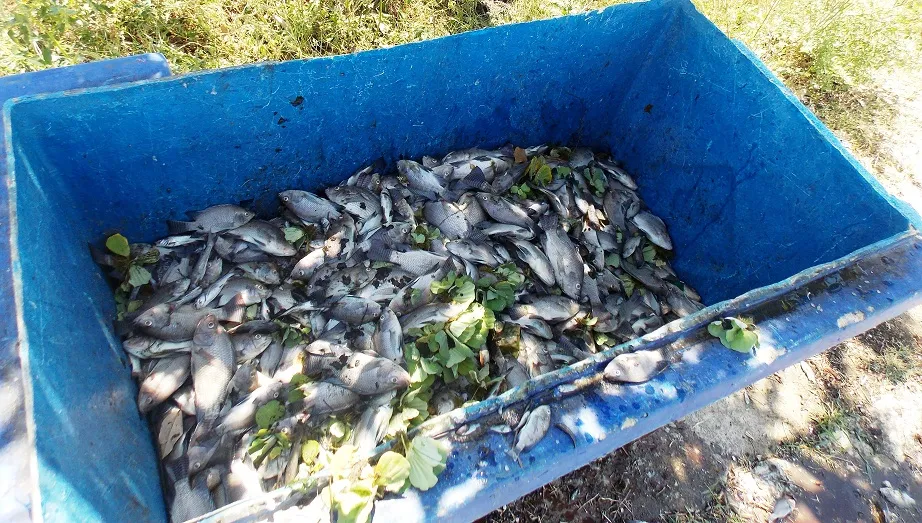 Quảng Nam: Cá chết nổi đầy hồ Nguyễn Du ảnh 2