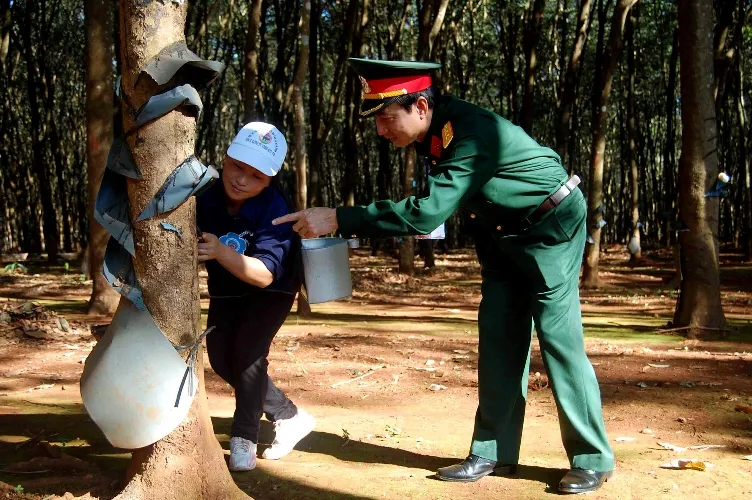 Anh một trong những rừng cao su của Binh đoàn 15