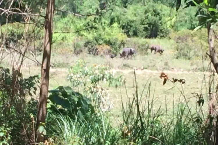 Đàn trâu điên xuất hiện gần khu vực đặt bẫy