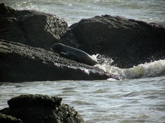 Hải cẩu xám bất ngờ xuất hiện ở biển Bình Thuận