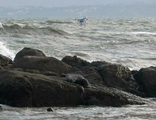 Hải cẩu xám bất ngờ xuất hiện ở biển Bình Thuận