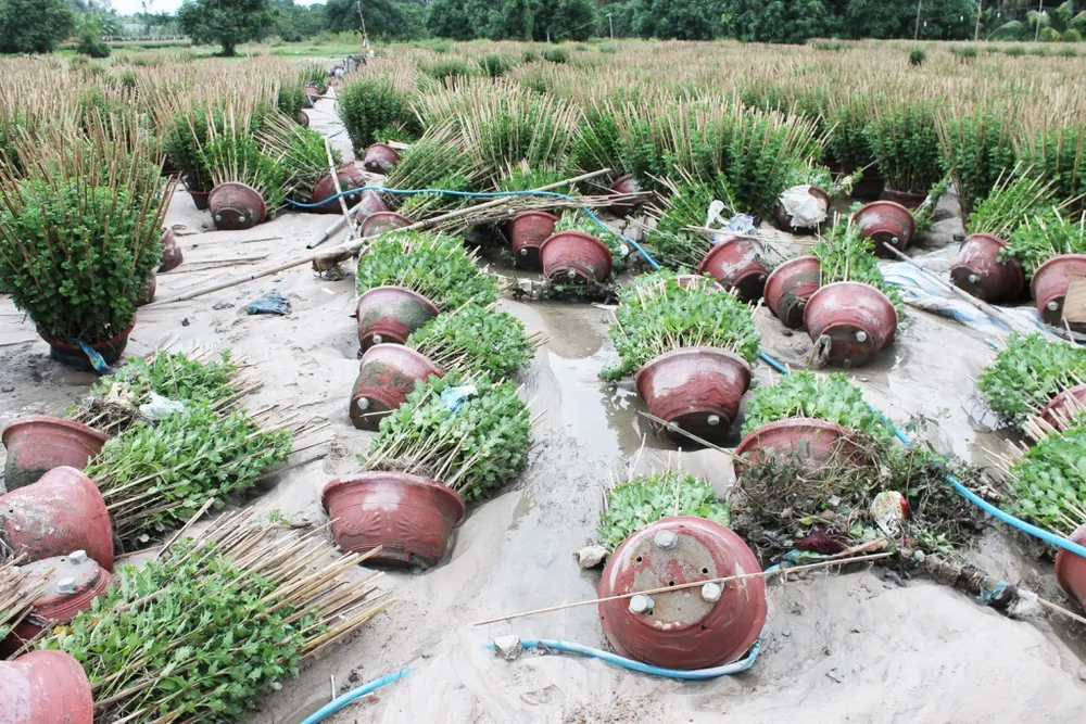 Người dân miền Trung ngồi khóc vì rau, màu xơ xác ảnh 3 Những vườn hoa cúc tan hoang, xơ xác sau lũ ở phường Ninh Giang, thị xã Ninh Hòa (Khánh Hòa). Ảnh: CÔNG TÂM