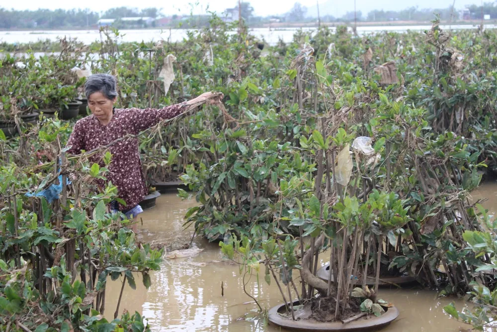 Người dân miền Trung ngồi khóc vì rau, màu xơ xác ảnh 1 Nước lũ rút nhưng các chậu mai của người dân ở Háo Đức, Bình Định xem như mất trắng. Ảnh: QUANG BẢO