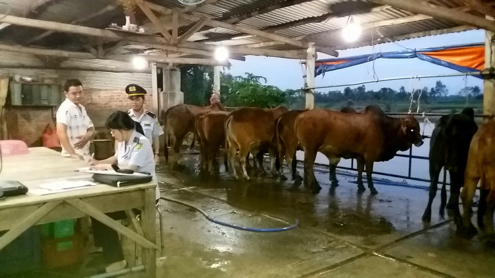 Bắt hàng loạt cơ sở bơm nước vào bò trước khi giết mổ ảnh 1 Tổ công tác chi cục lập biên bản đối với ông Lê Trung Bình, chủ cơ sở giết mổ vì đã có hành vi bơm nước vào bò trước khi giết mổ.