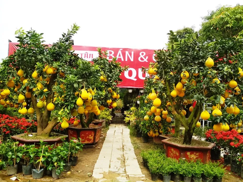Gốc bưởi trị giá 80 triệu đồng nhưng vẫn rất hút khách