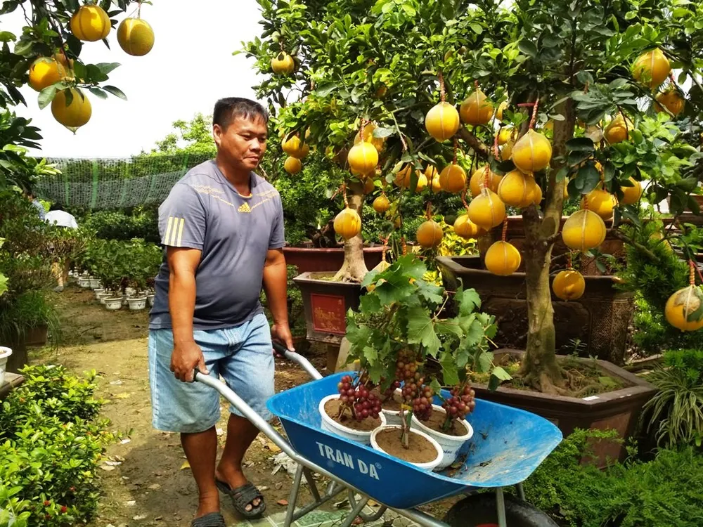 Anh Tú đang mang nho cho khách hàng. 