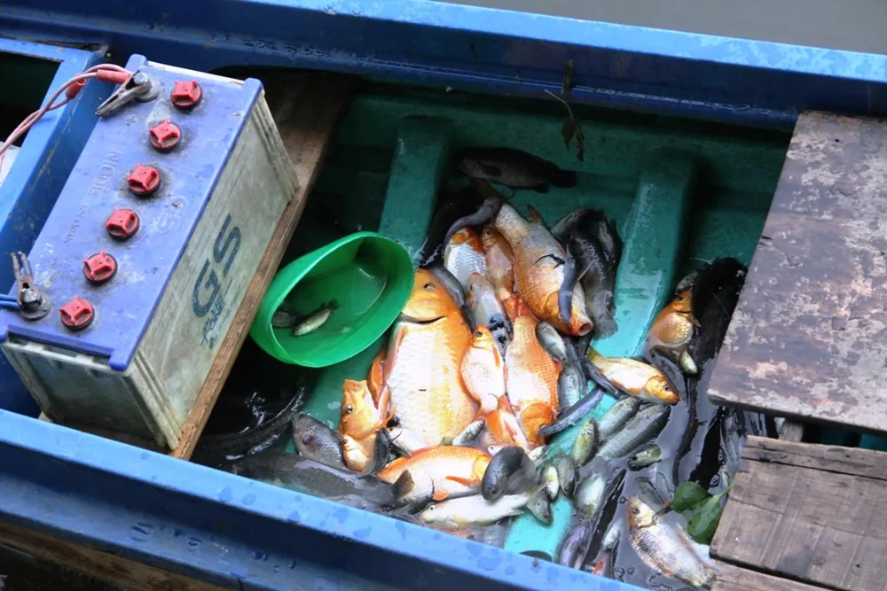 Chưa đầy một tiếng, nhóm thanh niên đã vớt được cả chục ký cá. 